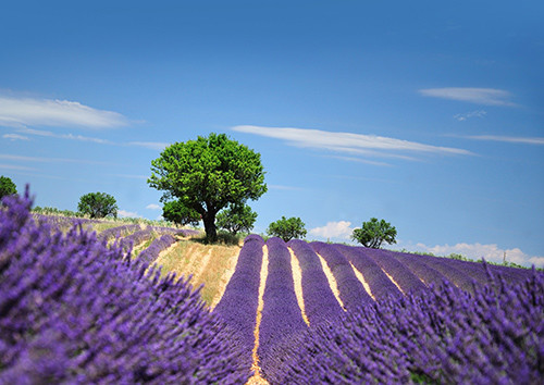 普罗旺斯·PROVENCE