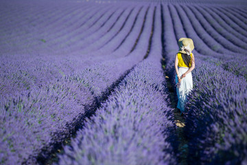 lavande_valensole_tourimg