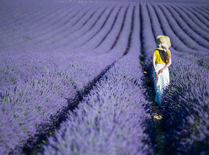 lavande_valensole_tourimg